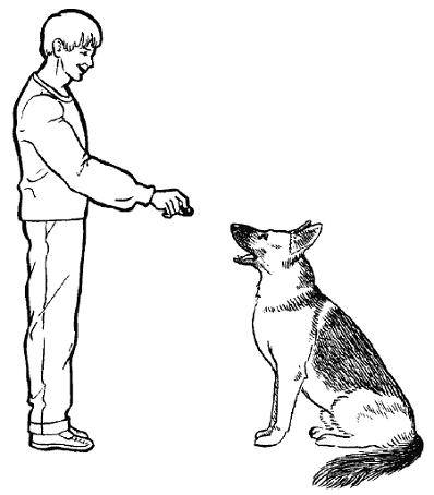 Рекомендации по дрессировке и советы обучению командам взрослой собаки