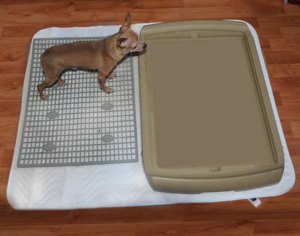 Эффективное руководство: как приучить щенка к туалету на пеленку в квартире