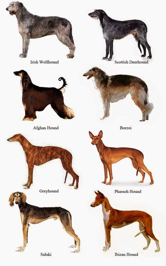 Породы всех средних собак с фотографиями и названиями