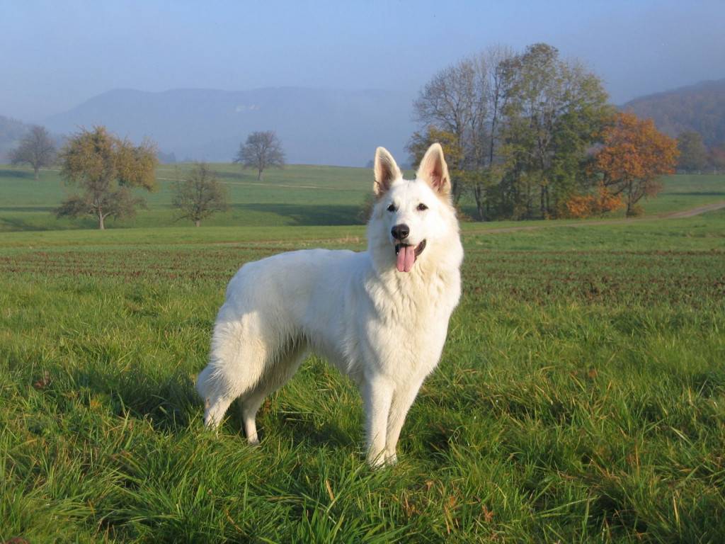 Баскская овчарка: описание породы, фото собаки