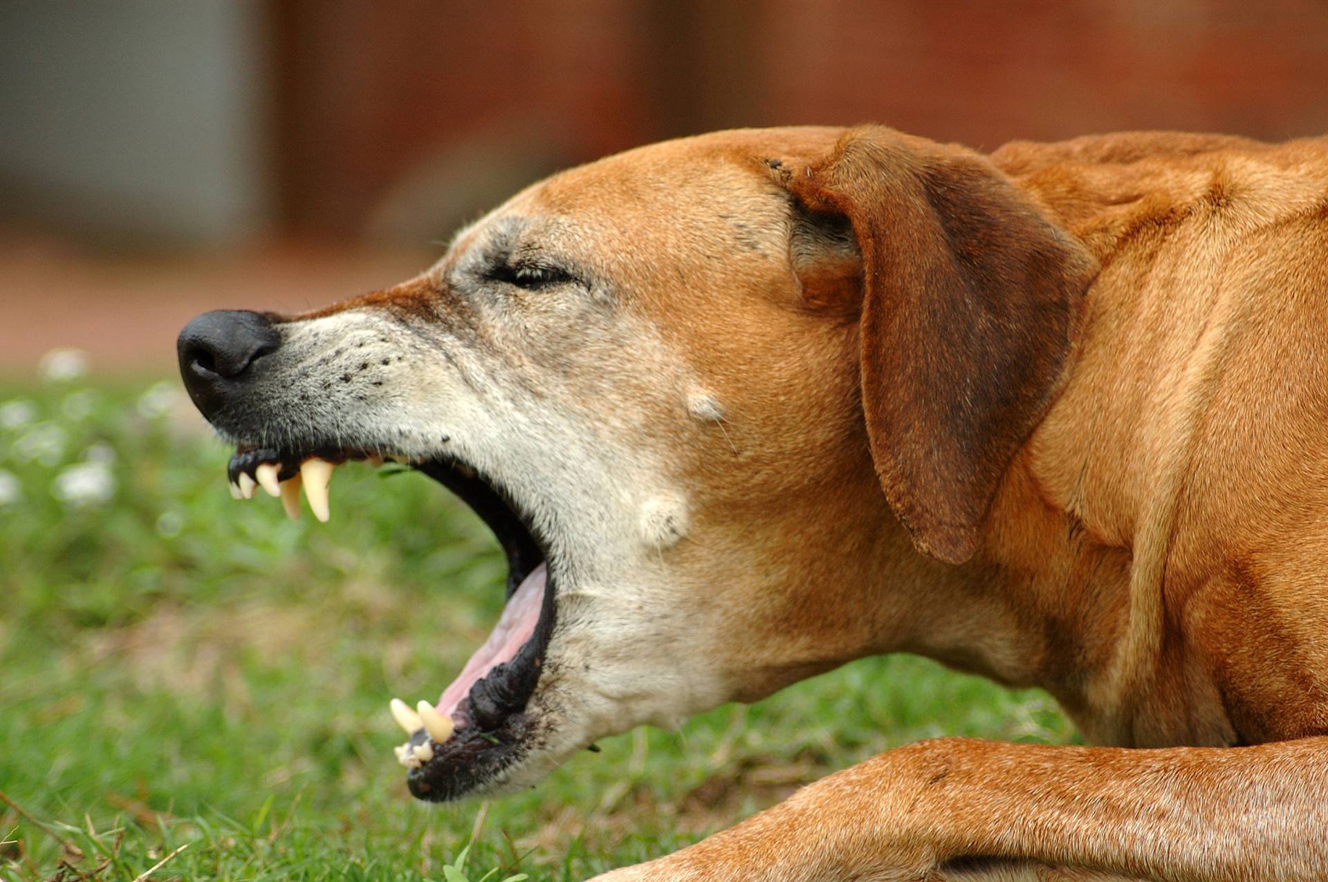Собака чихает: что значит если фыркает и сопливит, что делать и чем лечить, причины, с кровью и хрюкает, много раз подряд без остановки, лечение