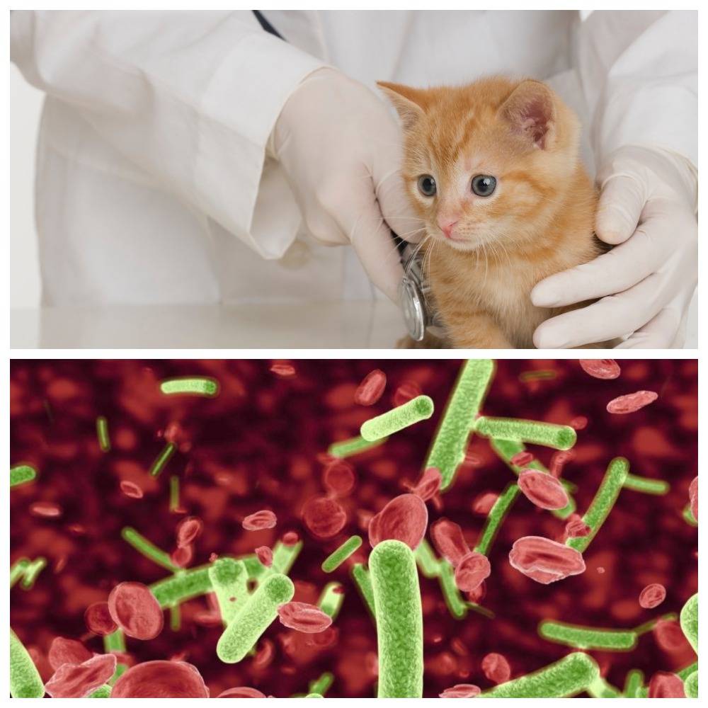 Вакцина против лейкоза кошек