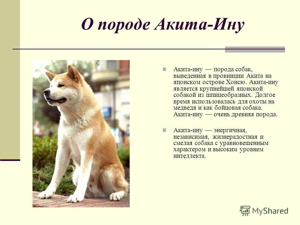 Японские собаки акито-ину: история породы, описание внешности и харктера, содержание и цена акита-ино
