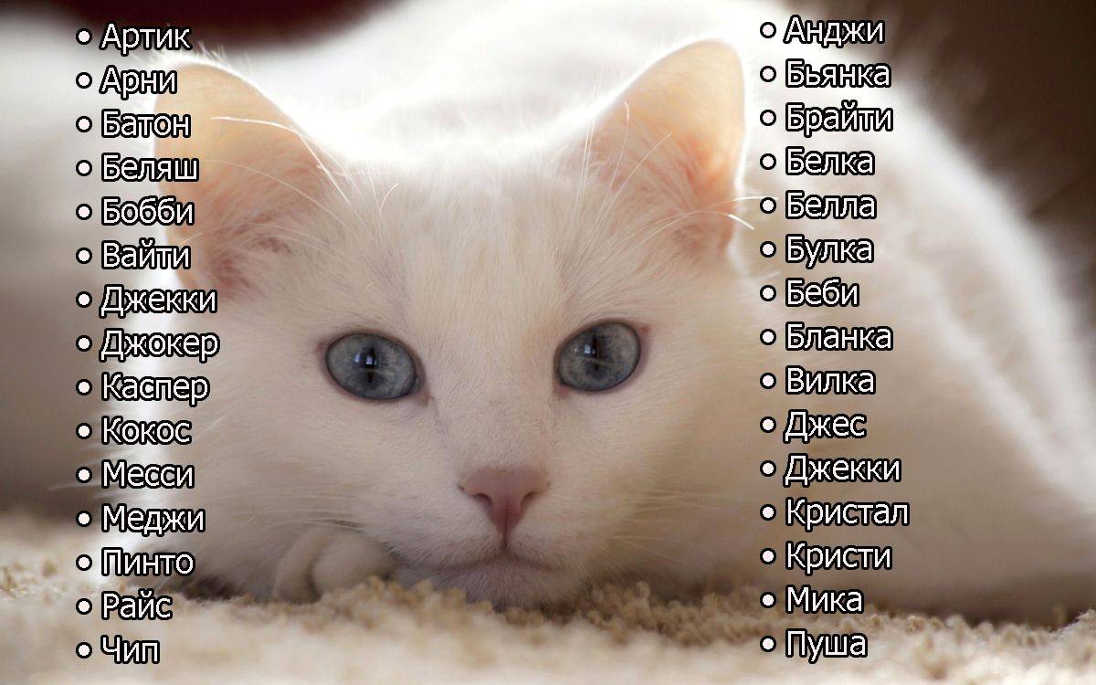 Как назвать серого котенка мальчика и девочку?