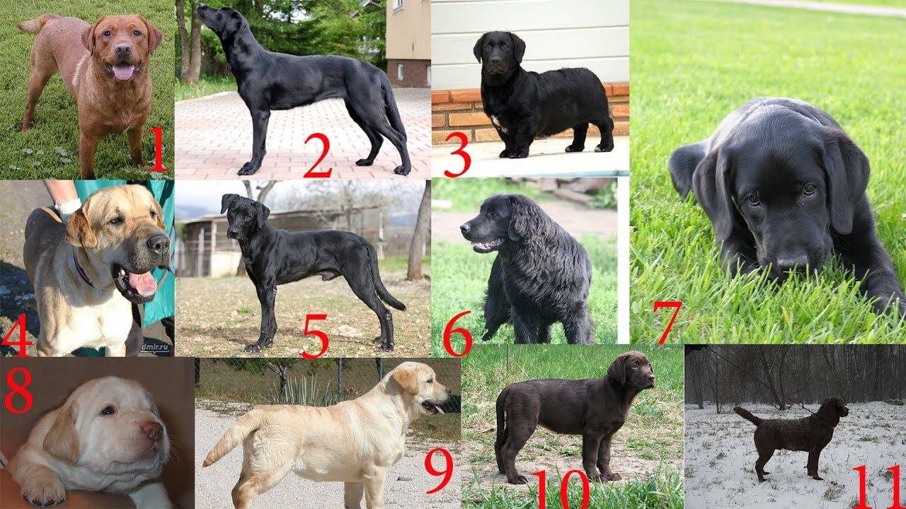 Как определить породу взрослой собаки или щенка