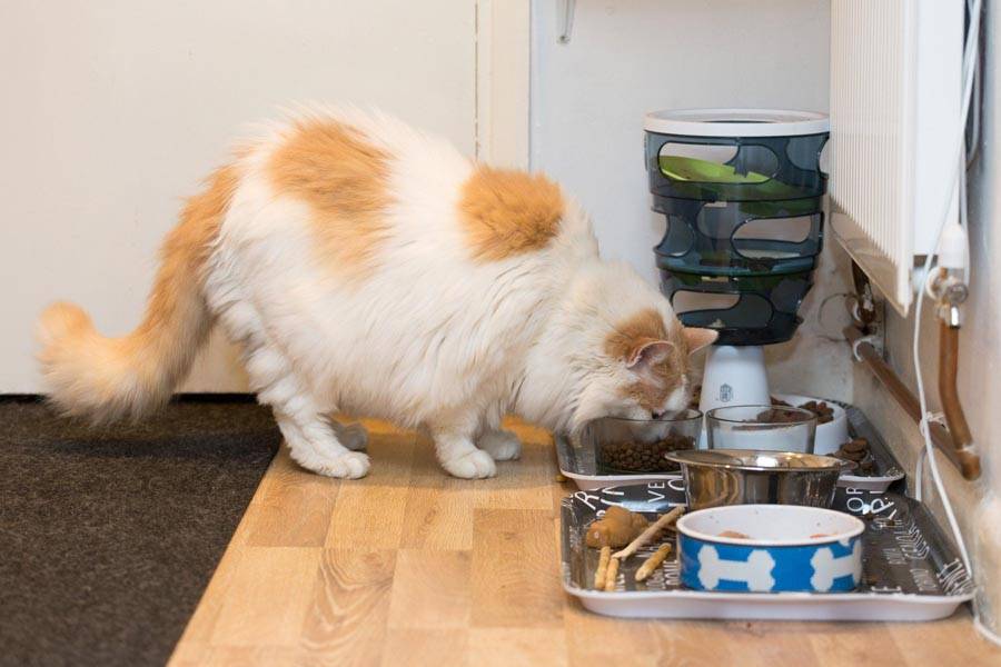 Почему кошка плохо ест?