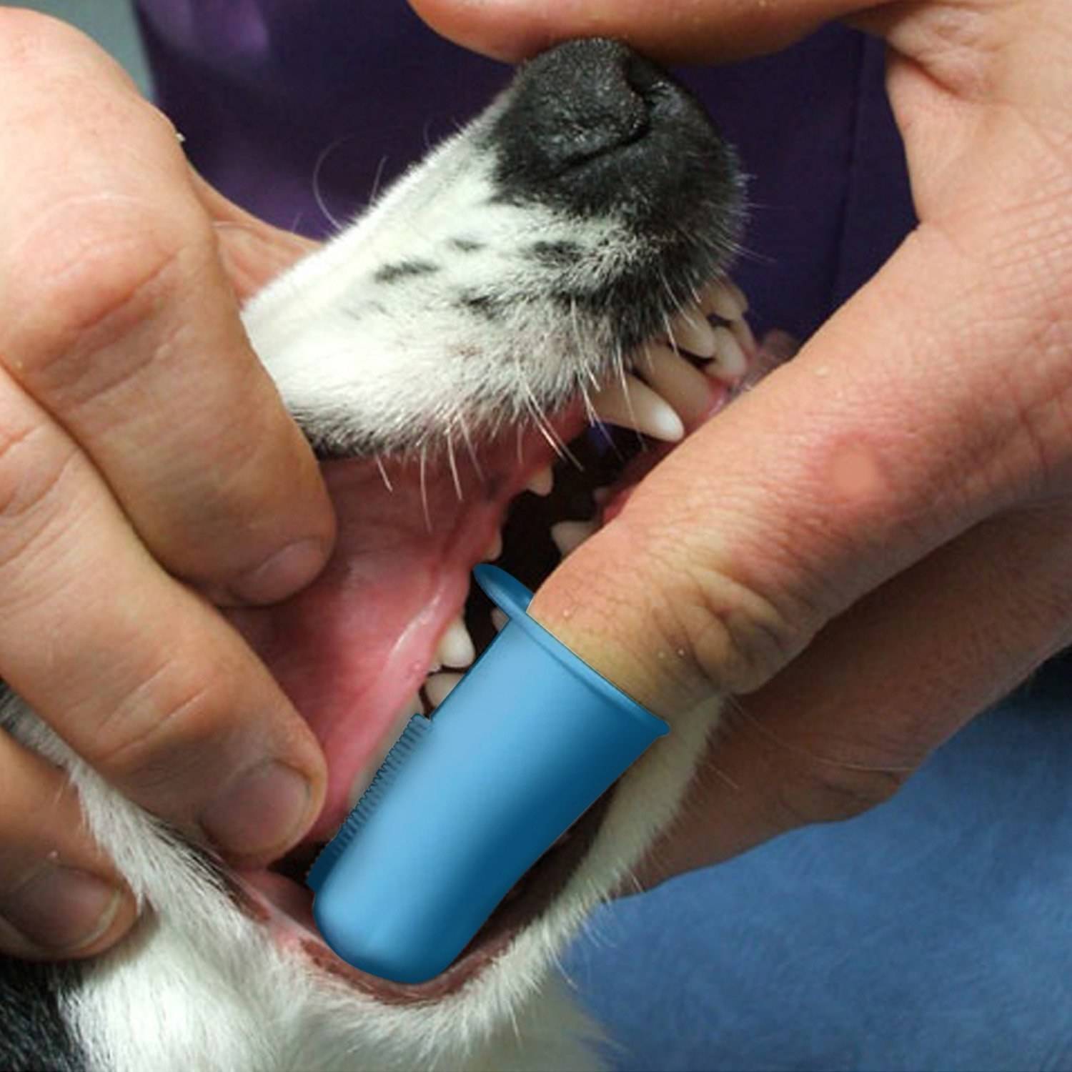 Как чистить зубы собаке в домашних условиях - зачем, как часто и чем