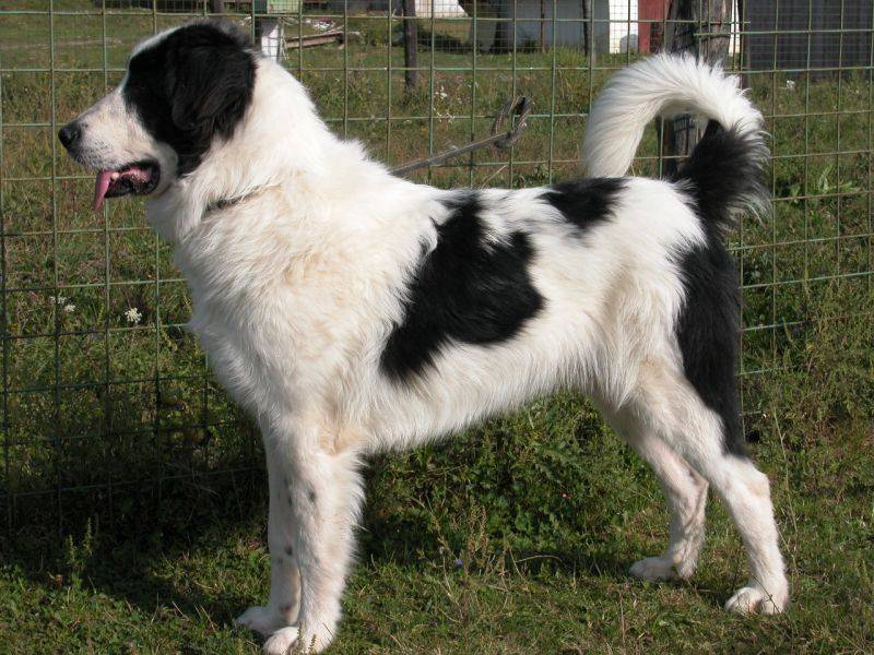 Немецкая овчарка: фото, описание породы, цена и уход за собакой