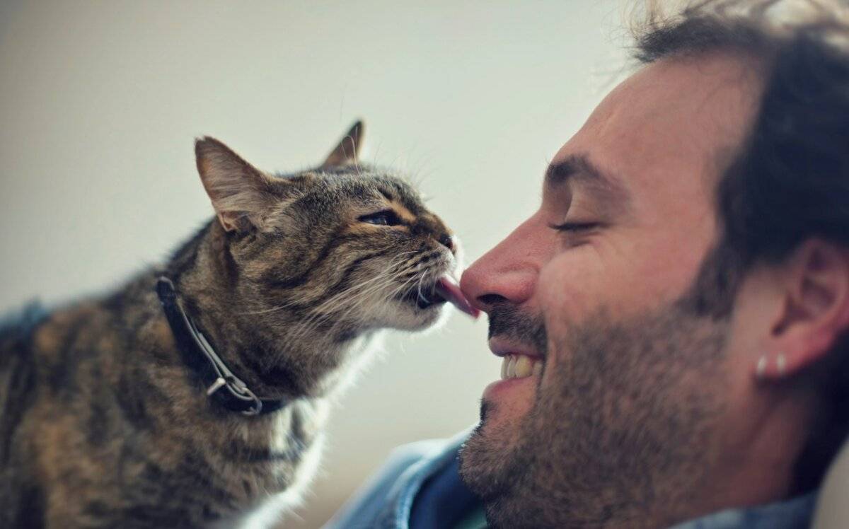 Любят ли кошки своих хозяев? как узнать, любит ли кошка хозяина и умеет ли она это делать. - petstime.ru