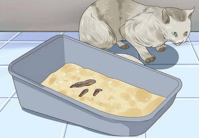 Почему кошку рвет после еды непереваренной пищей и как ей помочь?