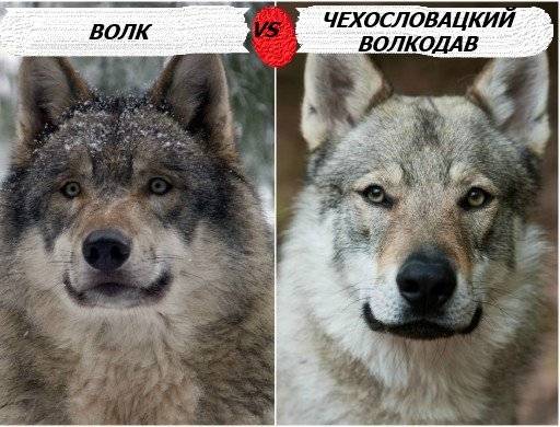 Волк – дикое хищное животное. описание и фото волка обыкновенного