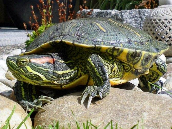 Сколько лет живут сухопутные черепахи в домашних условиях и в дикой природе