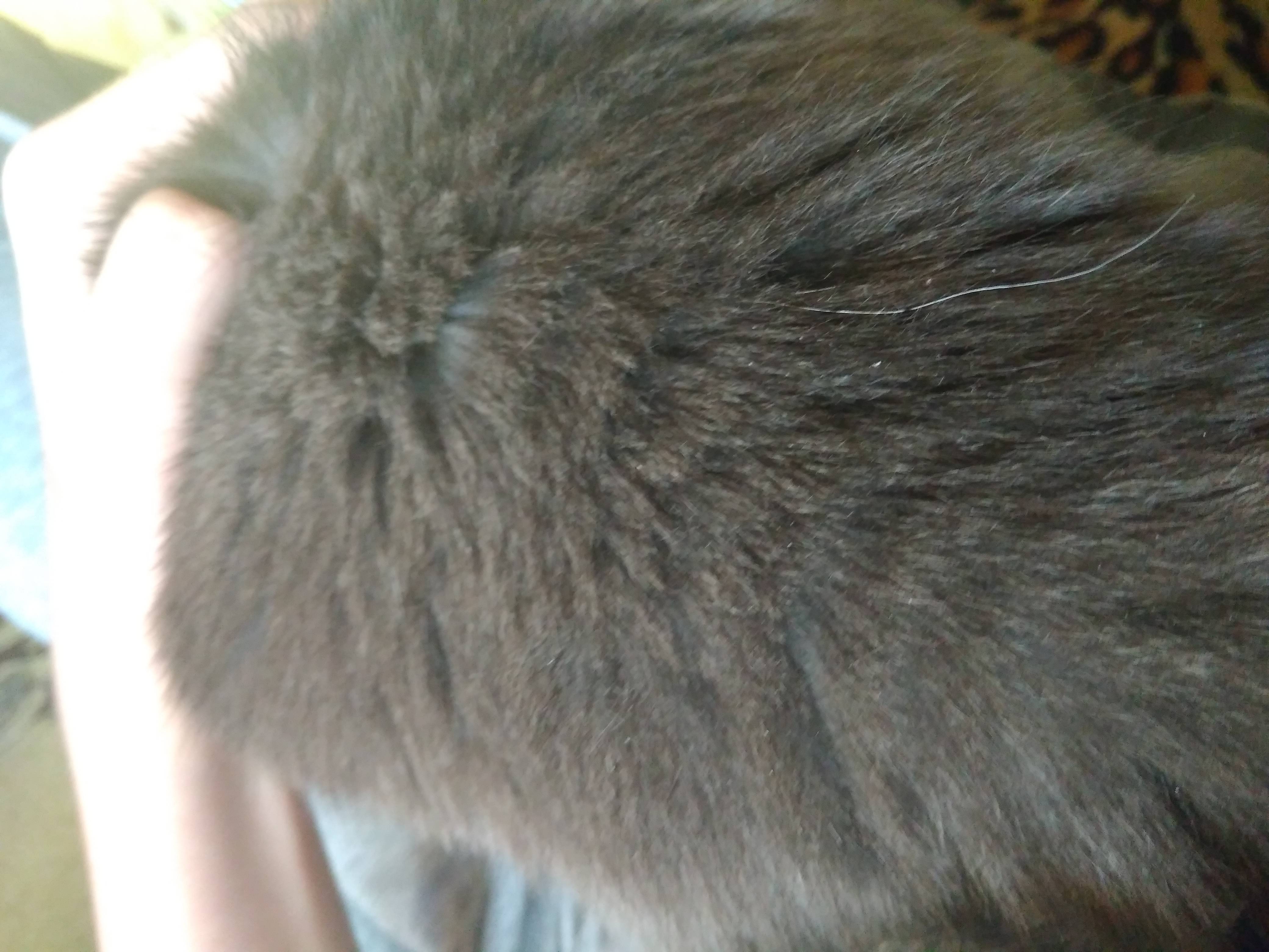 Перхоть у кошек:  на спине, у хвоста, причины и лечение