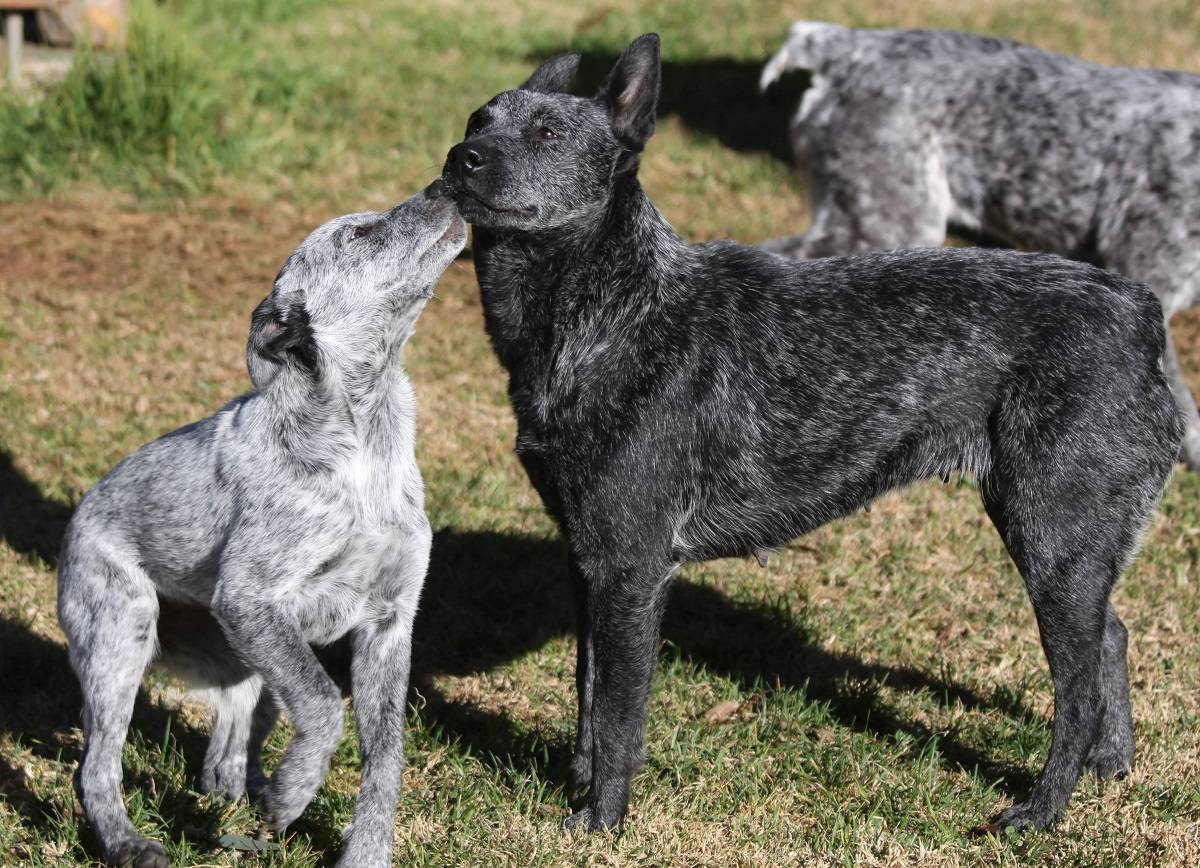 Австралийский хилер собака. описание, особенности, цена и уход за породой австралийский хилер
