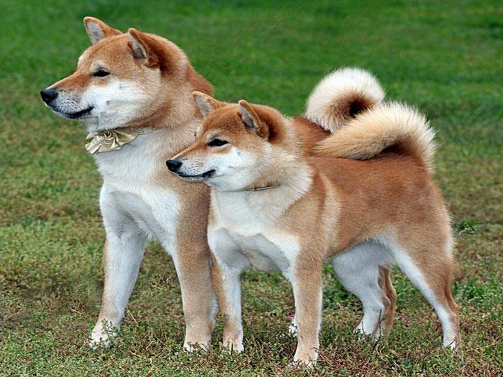 Сибуино порода собак фото