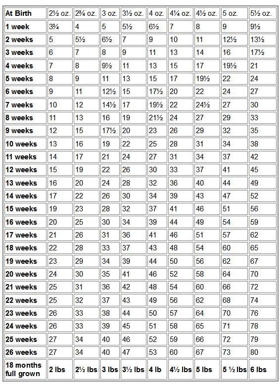 Чихуахуа - стандарт породы, размеры, вес по месяцам