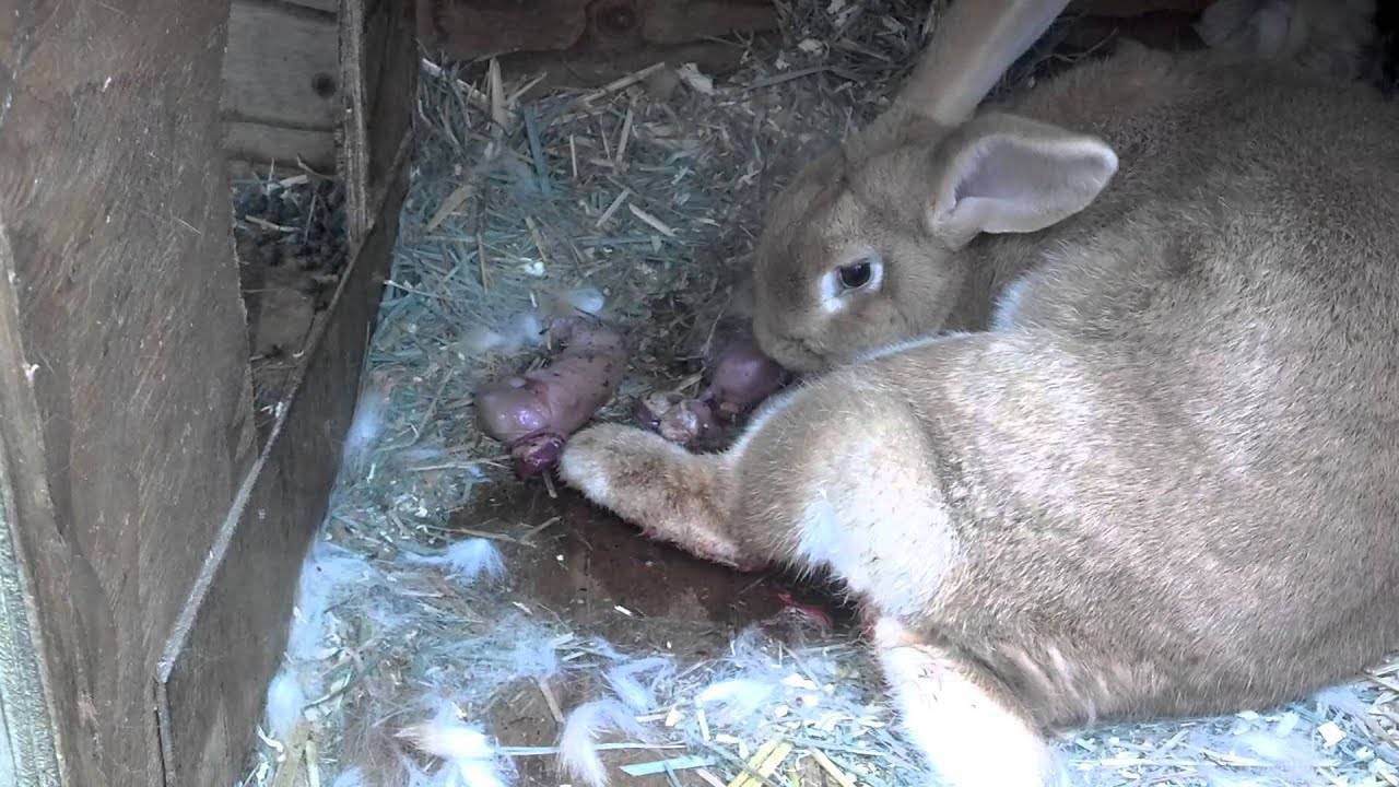 Сколько длится беременность у кроликов: признаки, срок окрола
