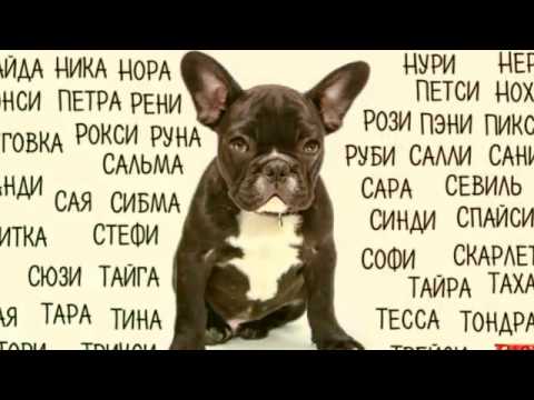 Самые популярные клички для собак в алфавитном порядке с рекомендациями