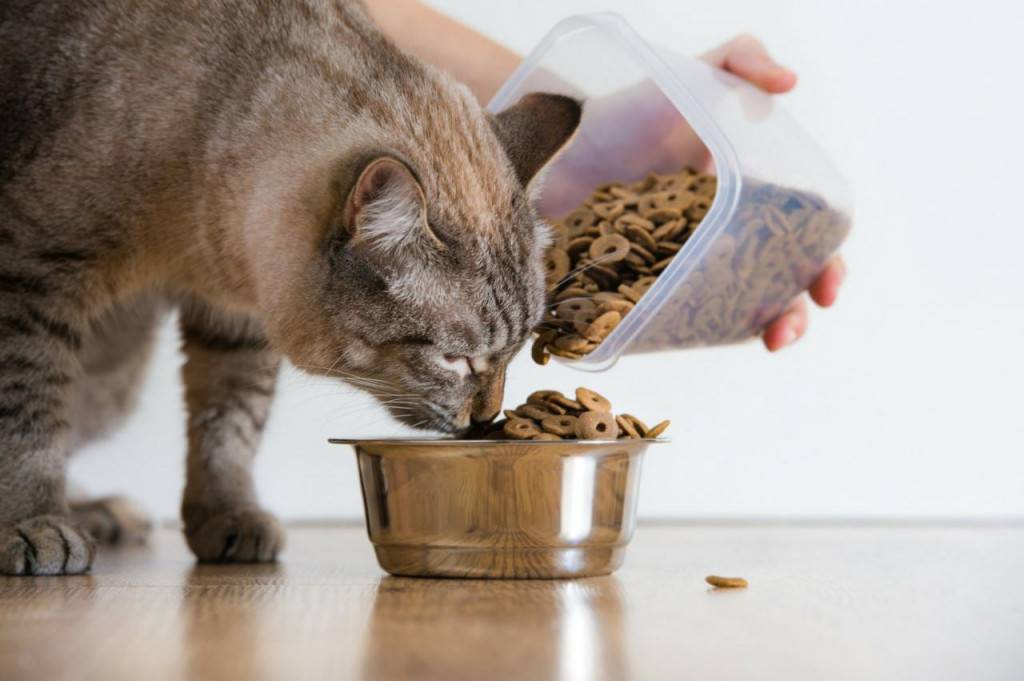 Самый лучший корм и котов для кошек по мнению ветеринаров | рейтинг