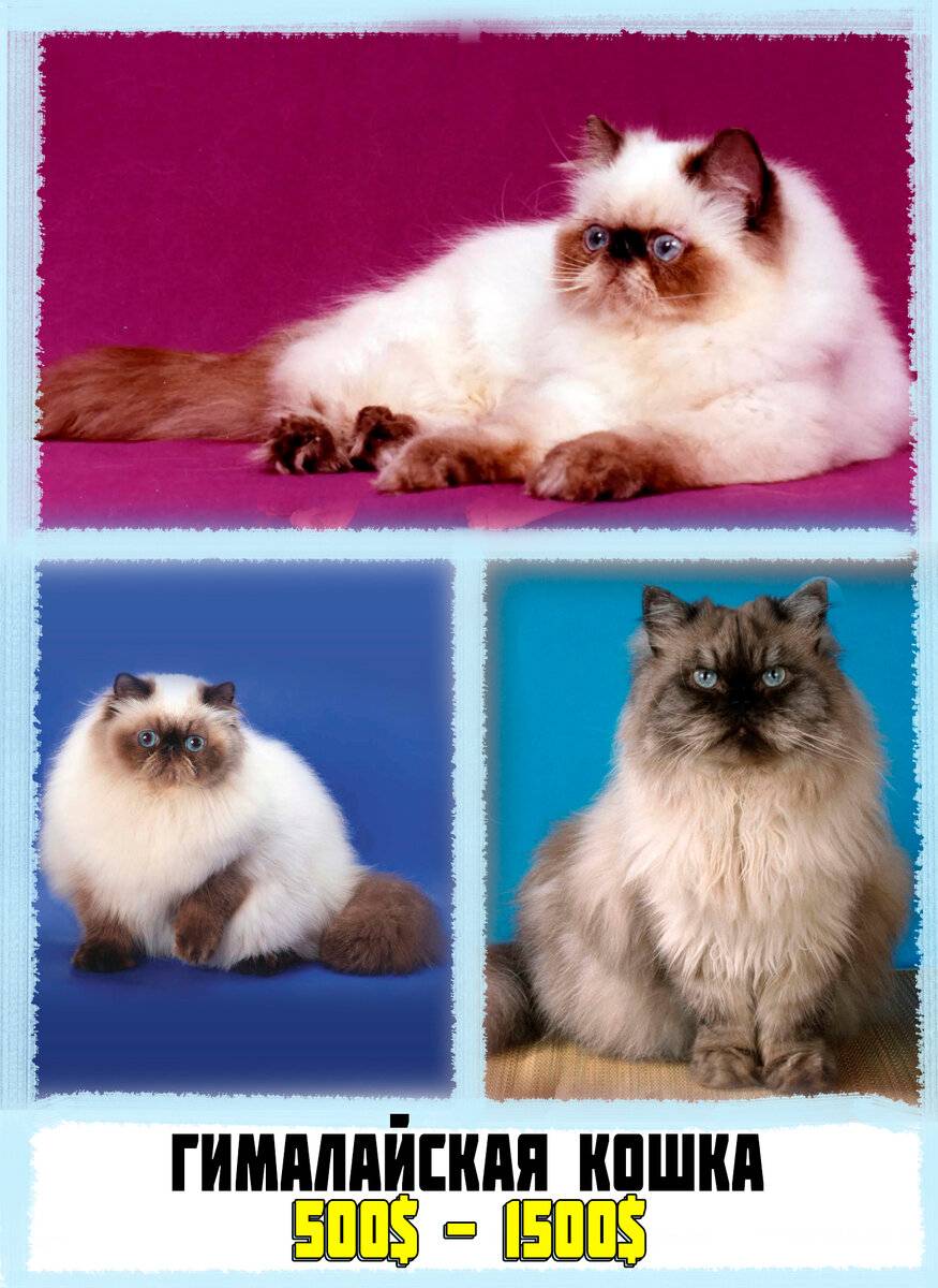 Гималайская кошка: описание породы