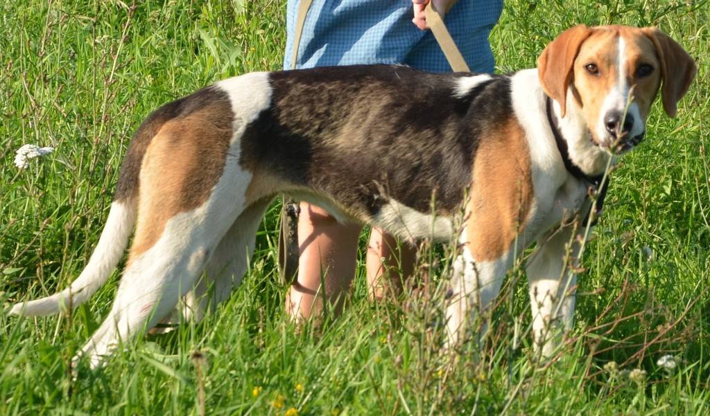 Описание породы собак русская гончая с отзывами владельцев