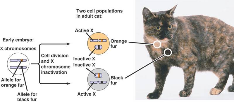 Сколько хромосом у собак и кошек