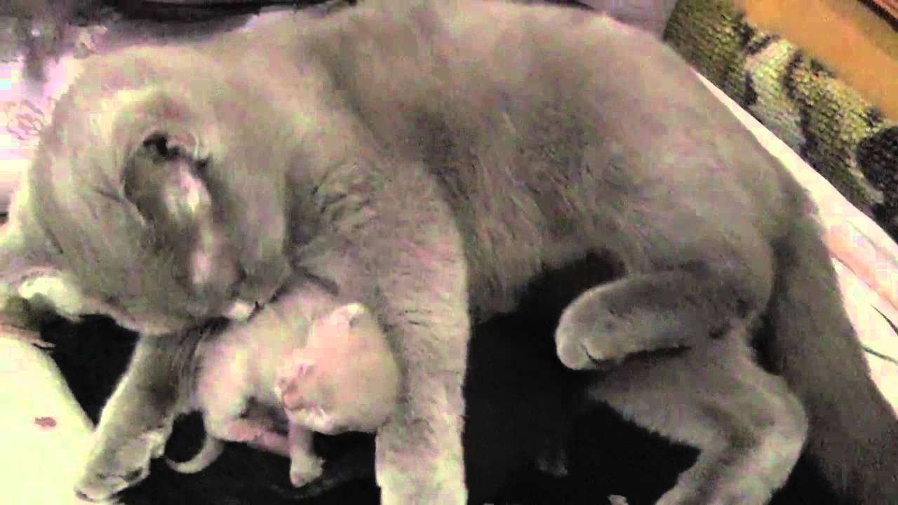 Сколько ходит беременная кошка шотландская вислоухая – сколько идет беременность у кошек?