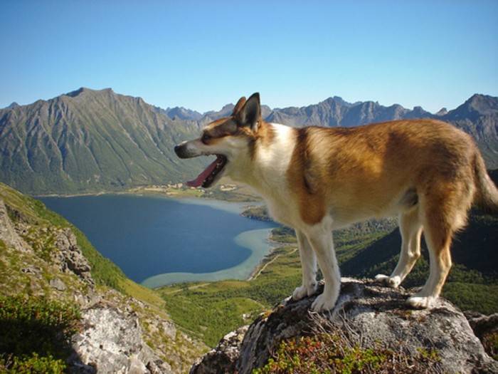 Норвежский элкхаунд: описание породы, характеристика, фото | все о собаках
