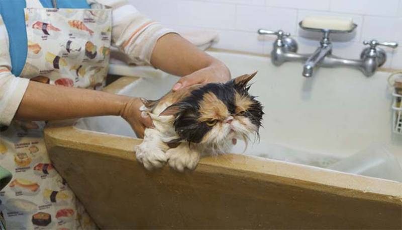 «врачи советовали мыть голову хозяйственным мылом». женщины — о выпадении волос