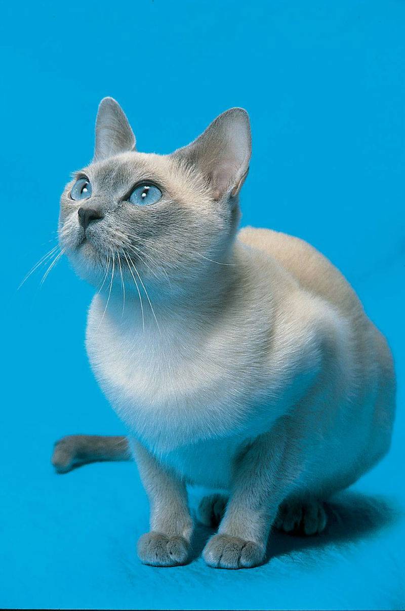 Тонкинская кошка: описание породы, характер, советы по содержанию и уходу, фото тонкинезов