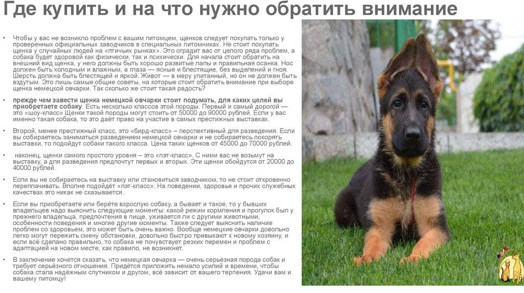 Бладхаунд собака. описание, особенности, уход и цена бладхаунда | sobakagav.ru