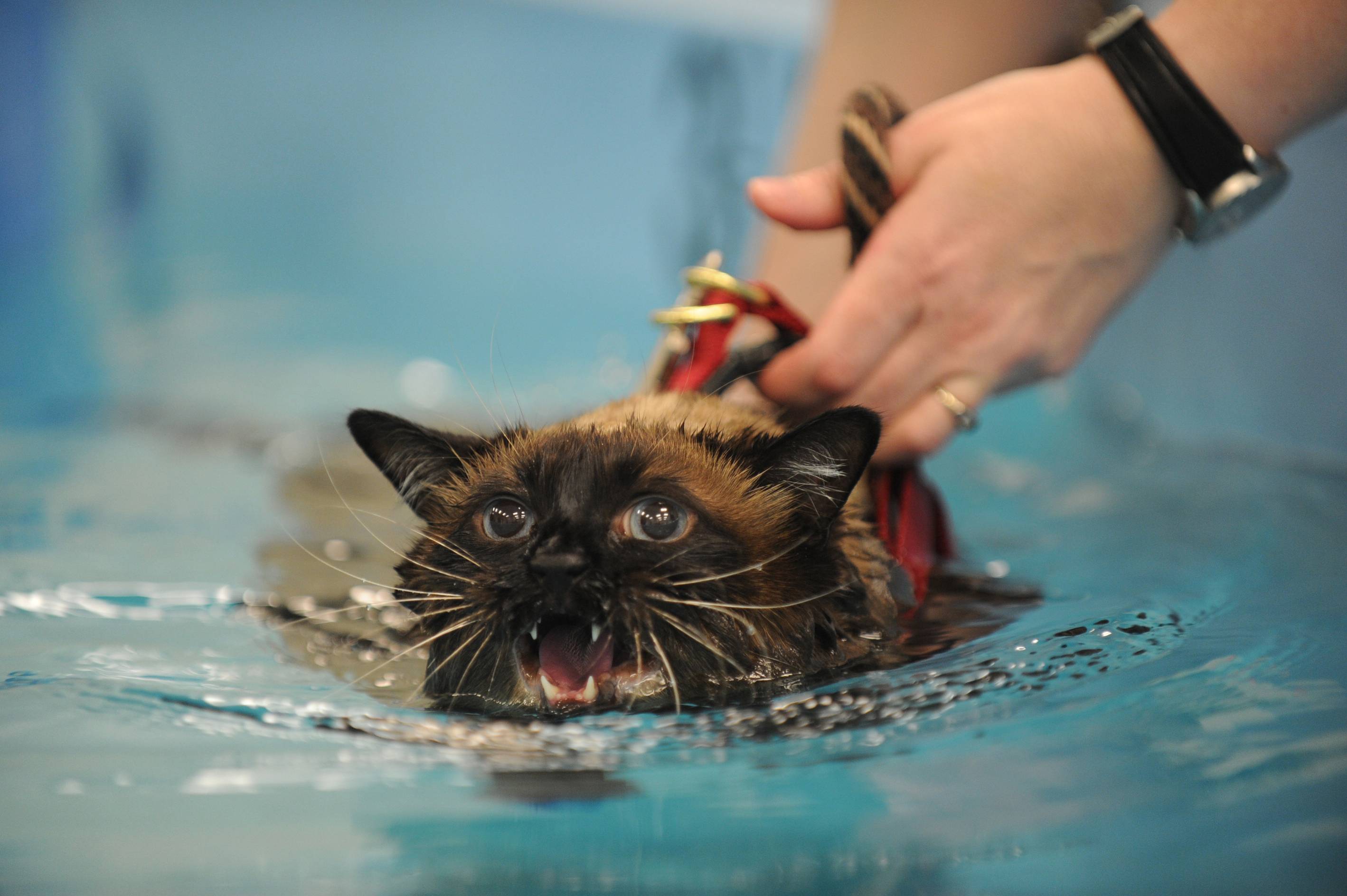 Почему кошки боятся воды — легенды и реальные причины — 4 лапки