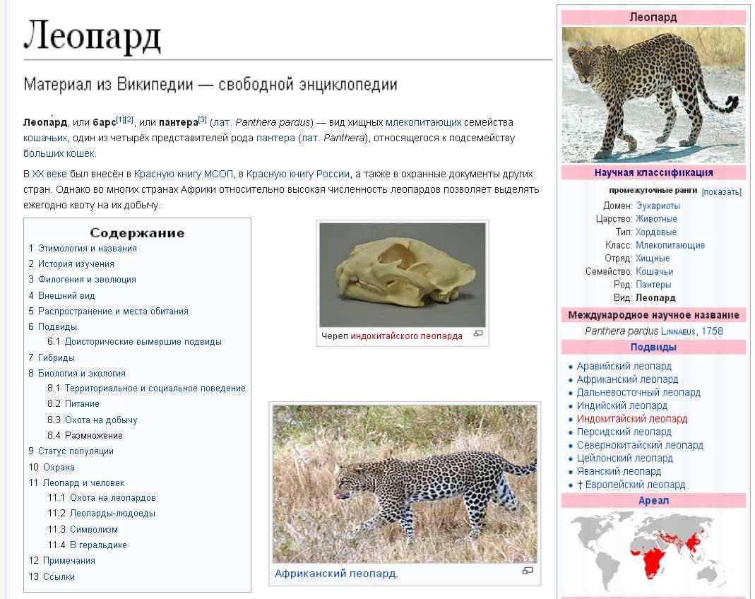 Дикая кошка темминка: описание внешности и характера, ареал обитания и образ жизни, размножение и численность вида