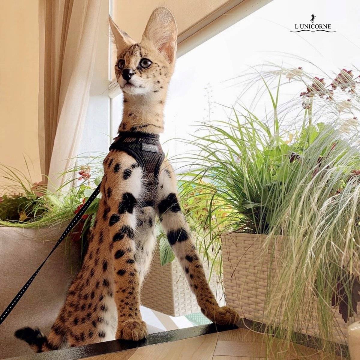 Кошка саванна (фото): покорный и ласковый гепард