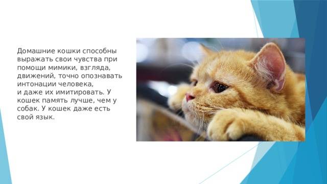 Что и как помнят кошки? — обсуждение в группе "кошки" | птичка.ру