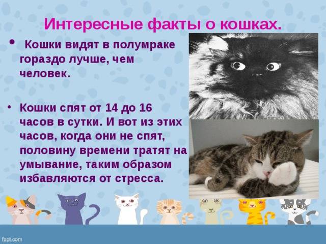 Наиболее интересные факты о кошках для детей и взрослых, особенности животных