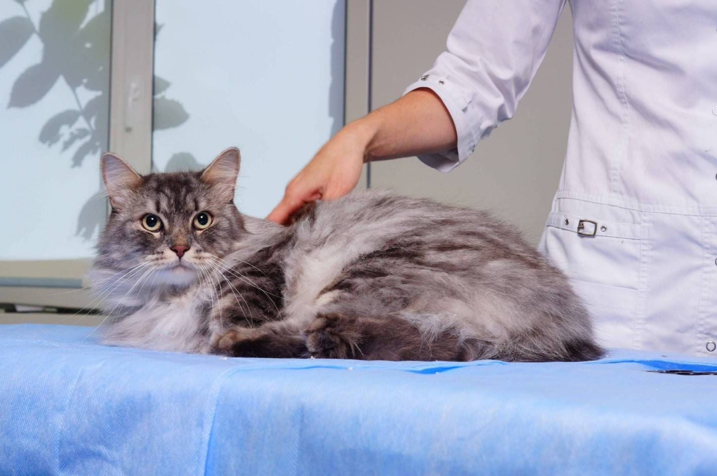 Как подготовить кошку к стерилизации