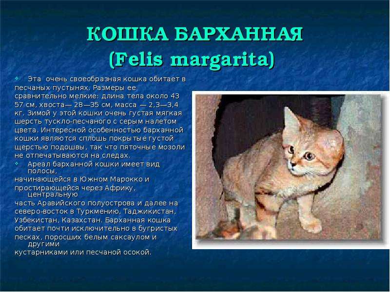 Бархатный кот: внешний вид, среда обитания, особенности поведения и питания, содержание в домашних условиях барханной кошки, фото