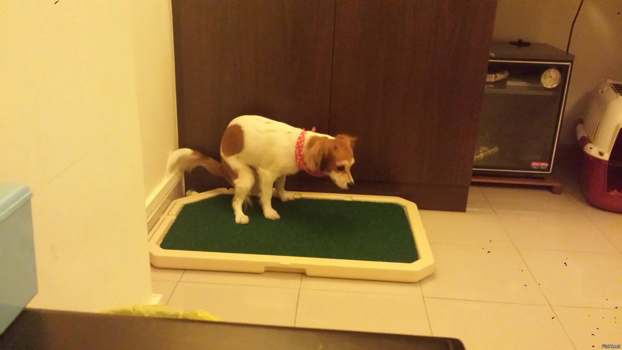 Приучаем собаку ходить в туалет в пеленку: приручение взрослых собак