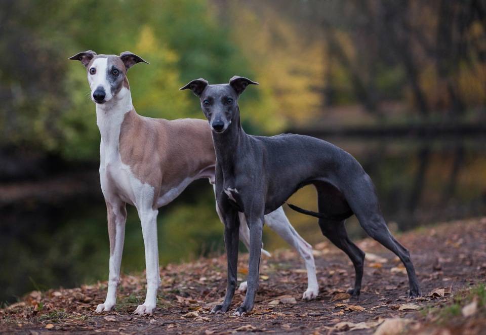 Грейхаунд: описание породы, характер собаки и щенка, фото, цена