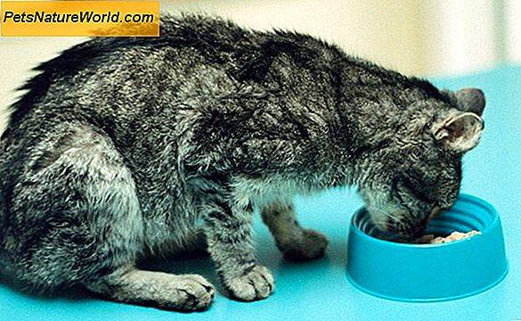 Поликистоз почек у кошек - симптомы и лечение заболевания