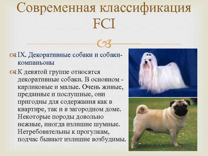 Пастушьи и скотогонные собаки. классификация мкф (fci)