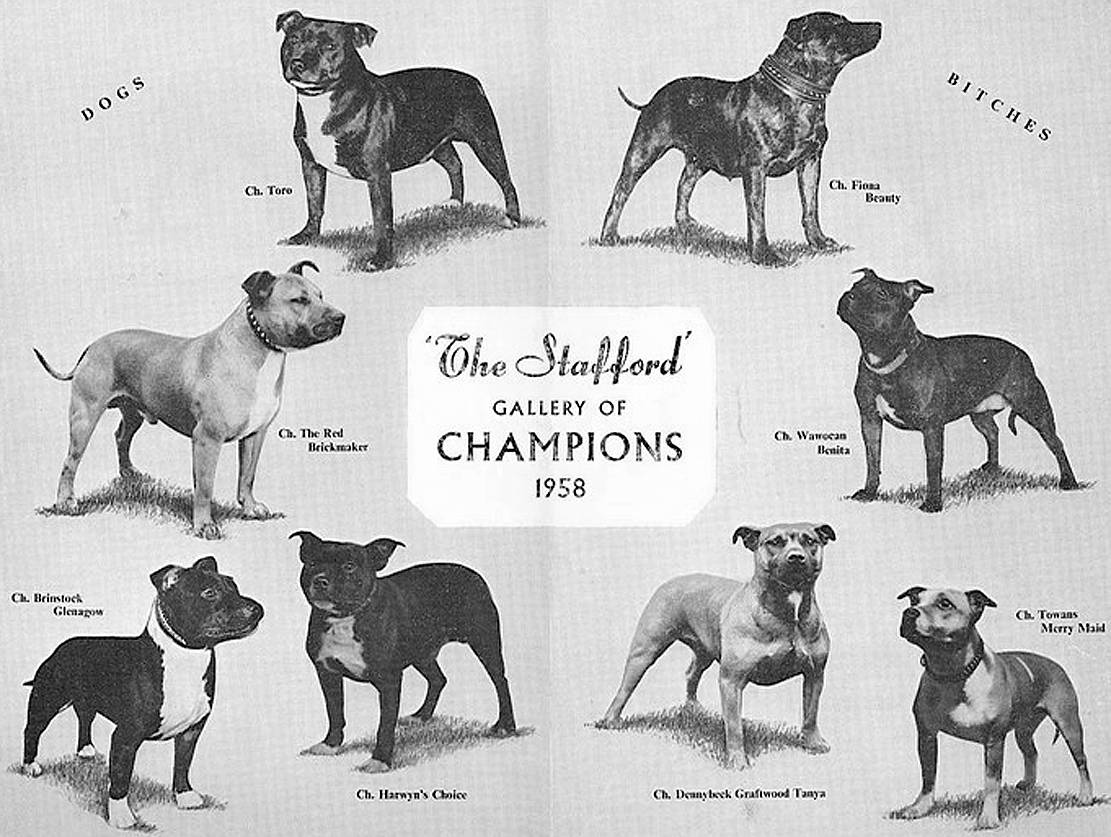 Американский стаффордширский терьер: фото собак, история появления, характеристика породы, правила содержания и отзывы владельцев