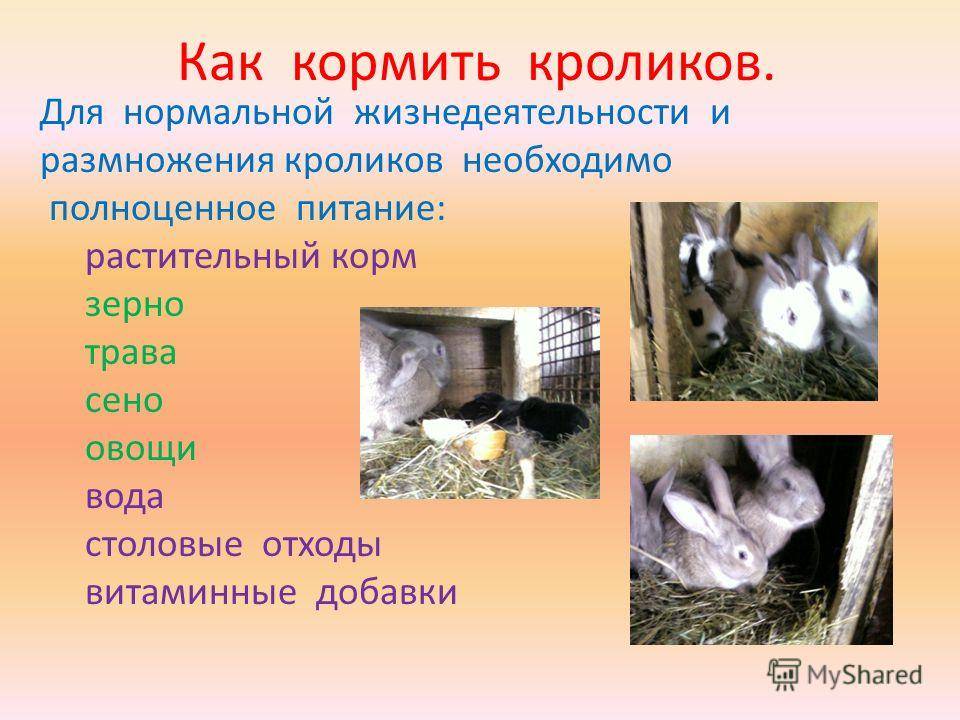 Дикий кролик: где живут в дикой природе в россии