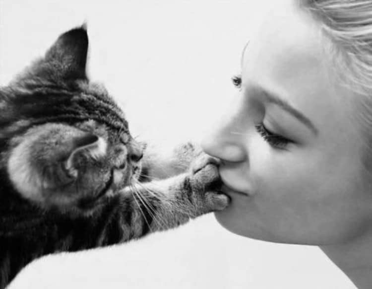 Почему нельзя обнимать и целовать котов и кошек?