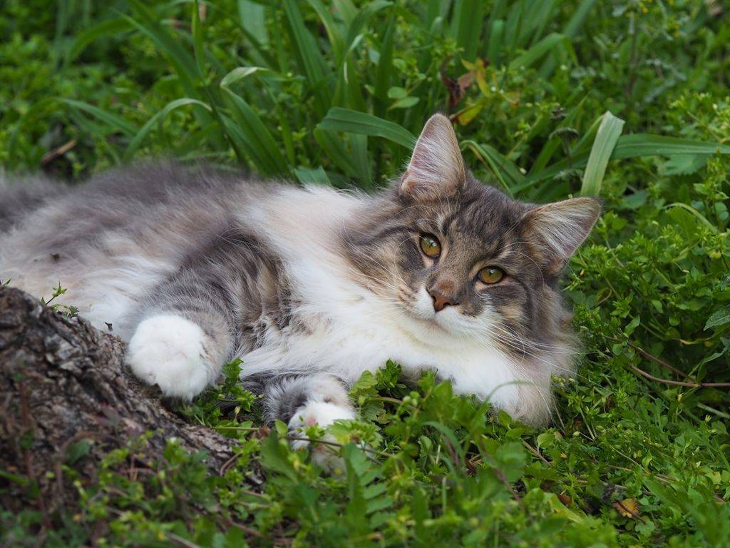 Норвежская лесная кошка: история породы, характеристики, фото, уход и содержание в домашних условиях, отзывы владельцев кота