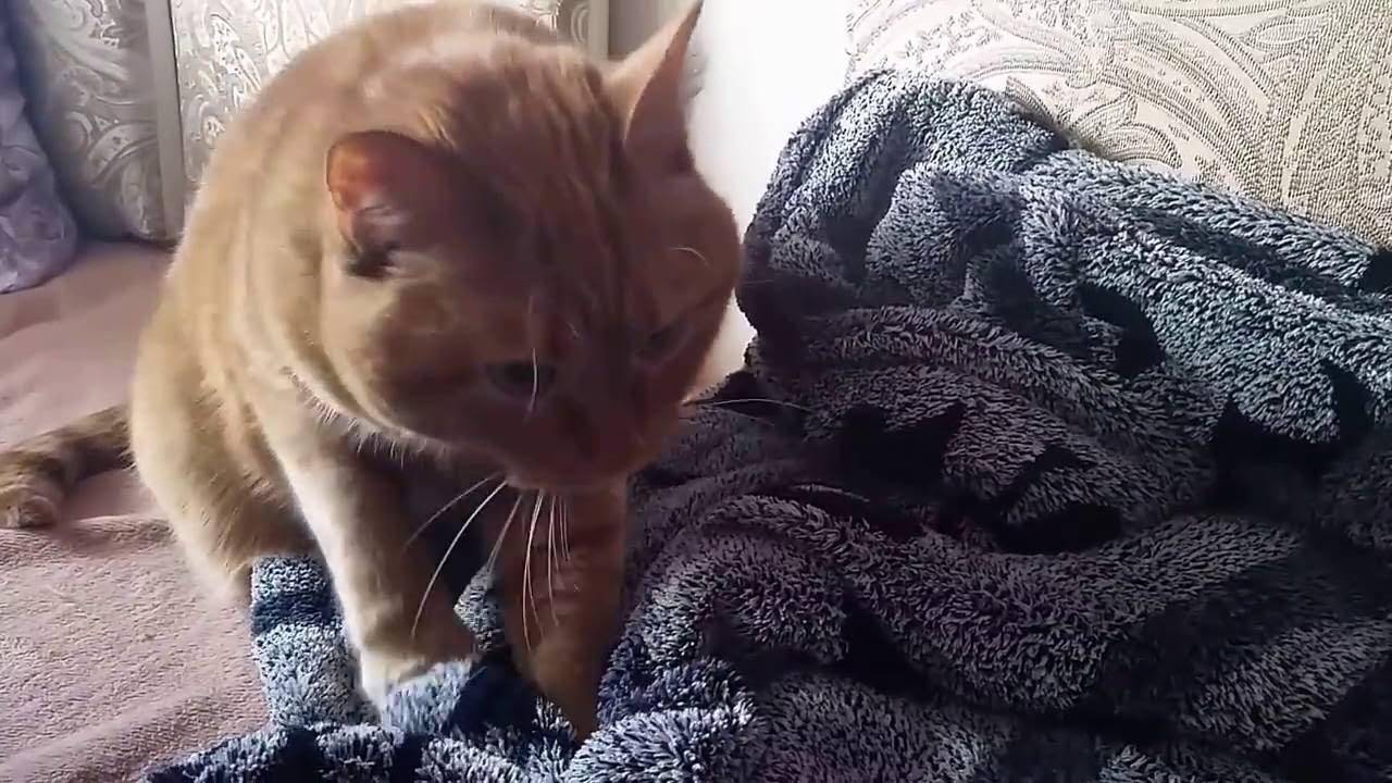 Как делать кошке массаж от запора: техника, показания и противопоказания