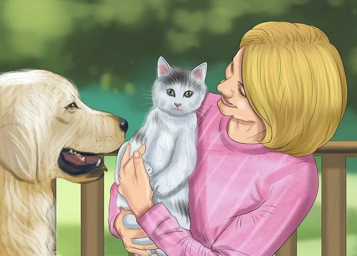 Как подружить двух кошек или кошку с собакой: советы владельцу