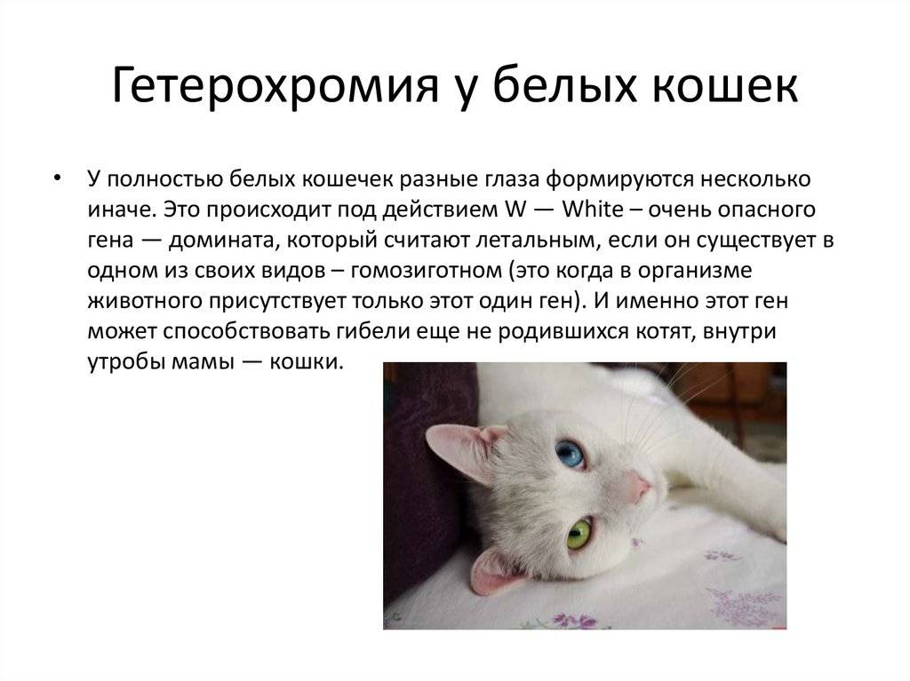 Почему у животных бывают глаза разного цвета? | блог на vetspravka.ru