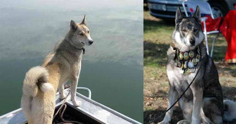Метис хаски: описание и название помесей, характер собак